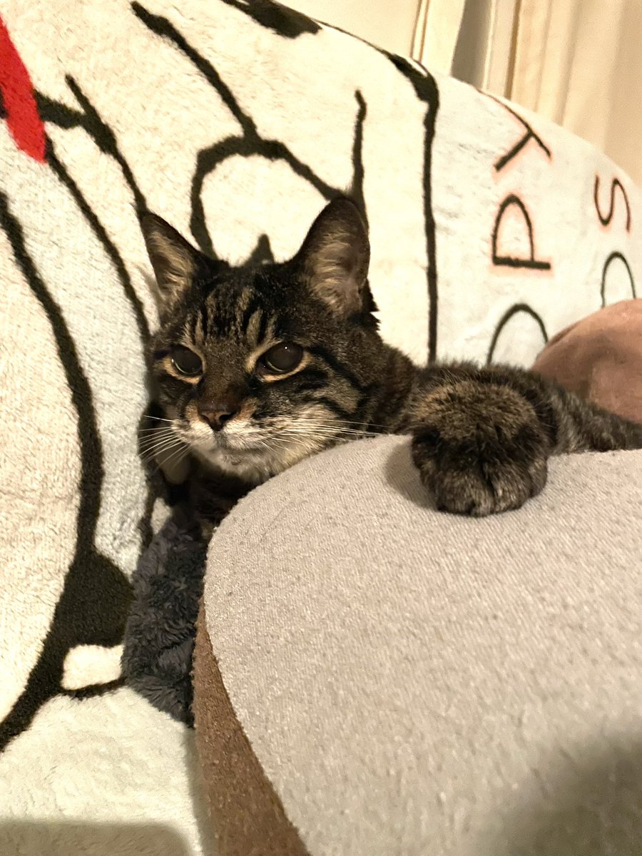Akanekoume's tweet photo. 僕ぱうひろ。クッションいいね!
I’m Pauhiro. Cushions are nice!
#ぱうひろ #猫 #老猫 #oldcat #ねこ #ネコ #トラネコ #とらねこ #キジトラ #cat #tabby #tabbycat #striped #photography #写真 #Pauhiro https://t.co/rQp5nW8tnH