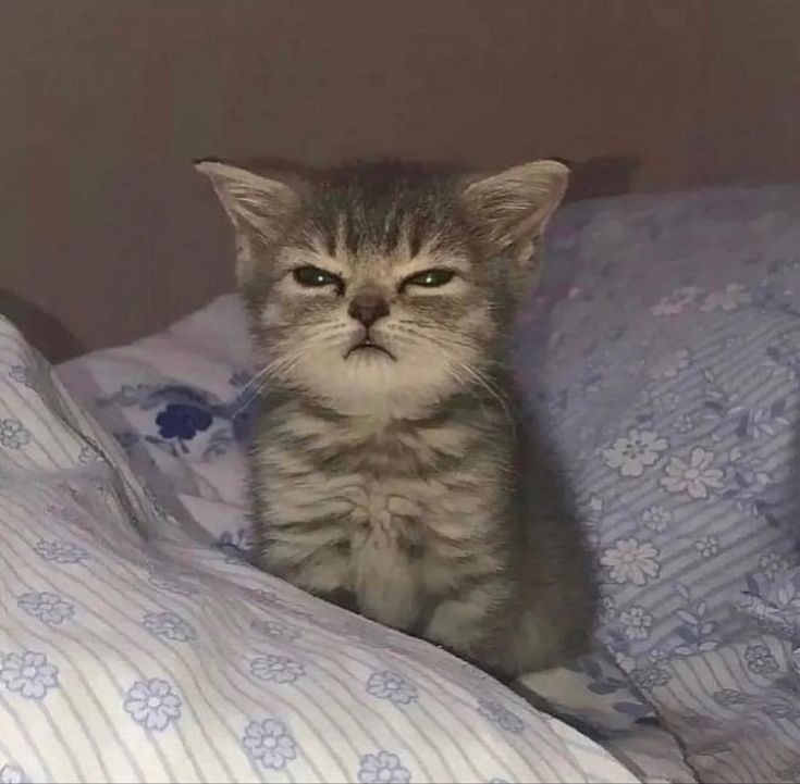 翼、Bassa! tweet media