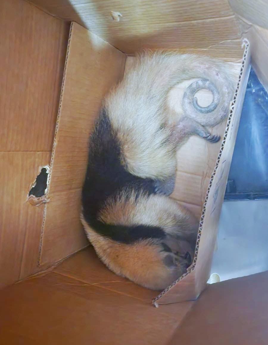 NoticieroSLV's tweet image. La División de Medio Ambiente de la @PNCSV rescató en distintas zonas de Morazán a un oso hormiguero adulto, dos venados, una tortuga, una mazacuata y una garza verde. 

Tras una evaluación veterinaria, los animales fueron liberados en áreas naturales protegidas para garantizar