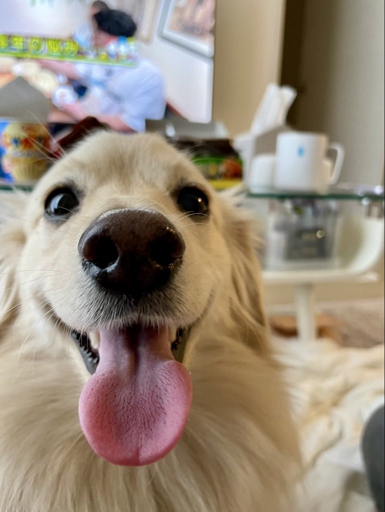 ポメックスのとろろくん (@monaka_0507) / Highlights / X