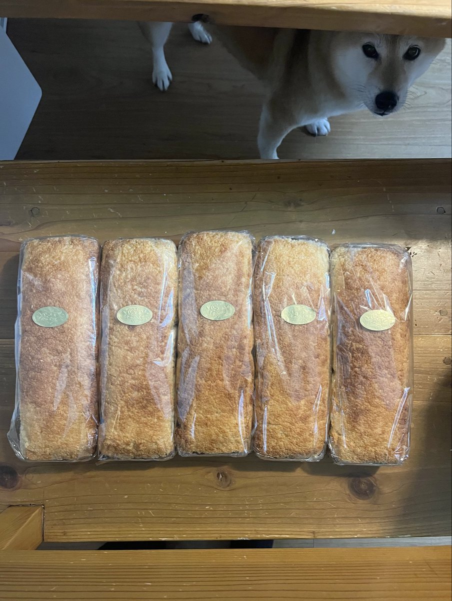 RT @sonokonos: 昨夜遅くに内地に戻ってきました😢 今朝は二度寝💤関空