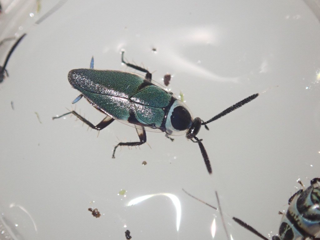 ぴーちゃん (合)Bebe Rep. 3/28.29【ナゴヤレプタイルズワールド】に出店します tweet media