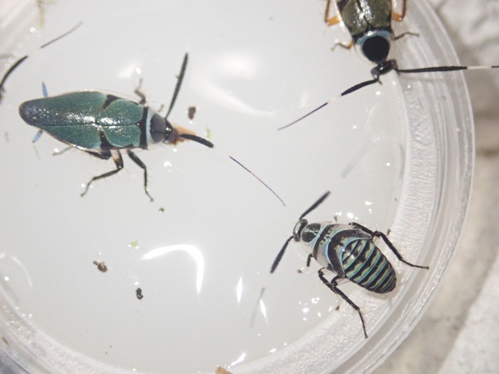 ぴーちゃん (合)Bebe Rep. 3/28.29【ナゴヤレプタイルズワールド】に出店します tweet media