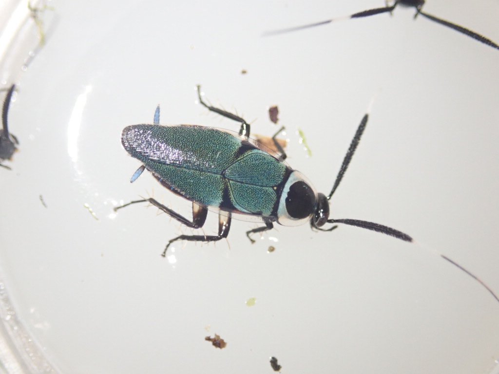 ぴーちゃん (合)Bebe Rep. 3/28.29【ナゴヤレプタイルズワールド】に出店します tweet media