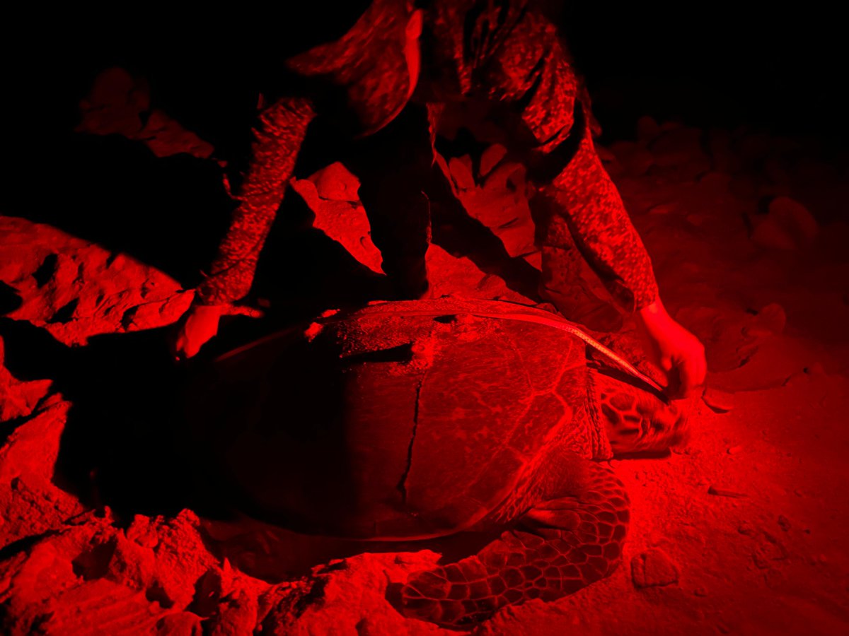 SEE Turtles tweet media