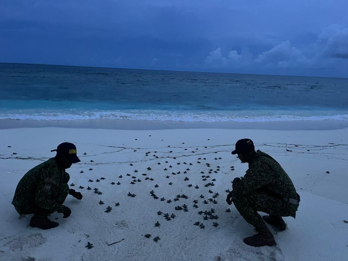 SEE Turtles tweet media