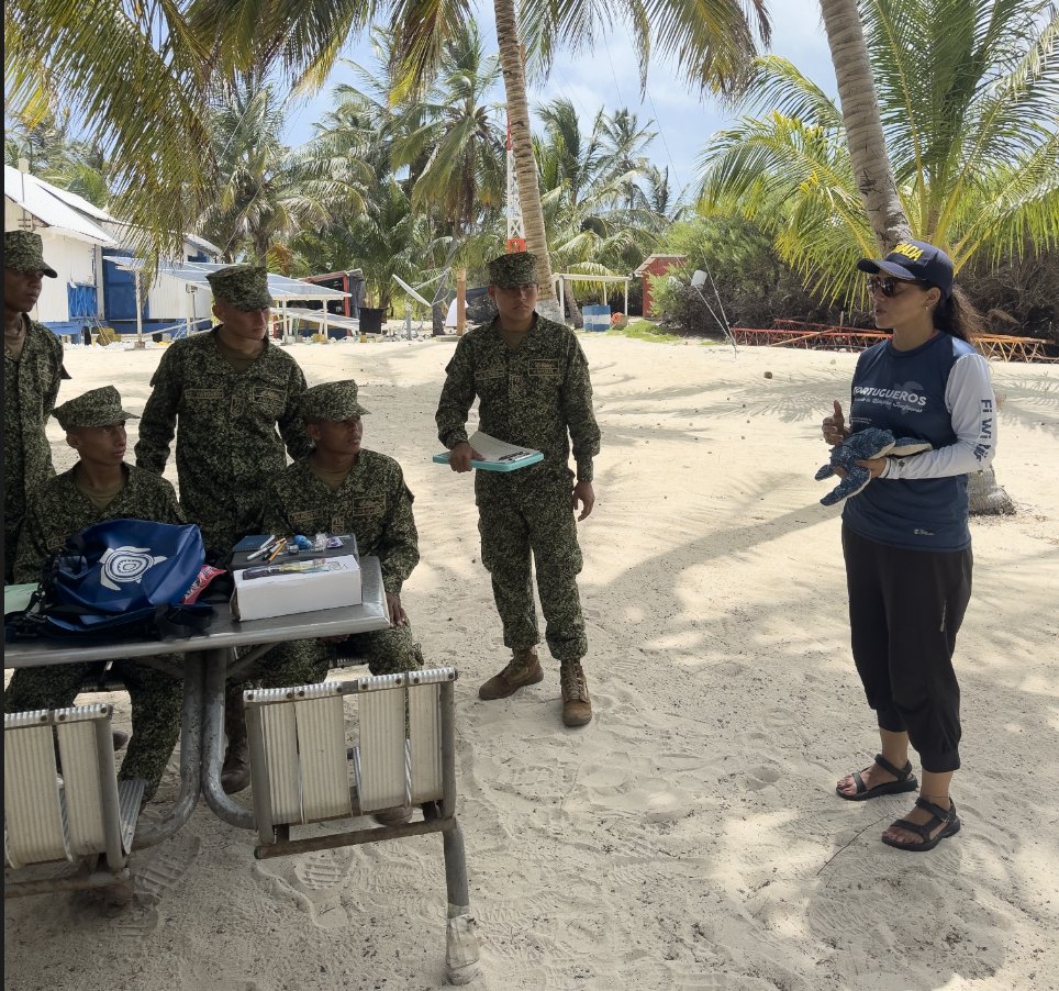 SEE Turtles tweet media