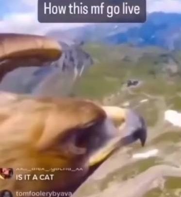 Niggapokemon333 (@willsgardevoir) on Twitter photo 