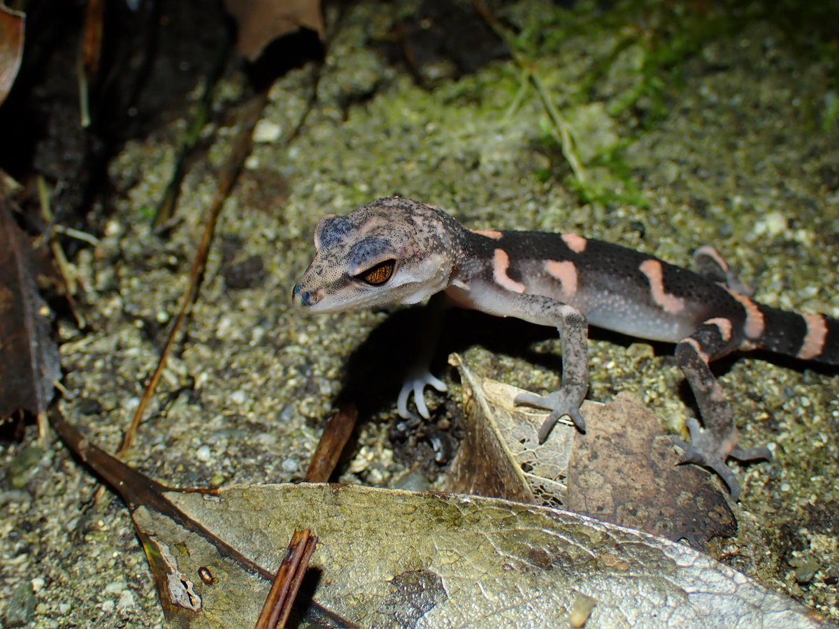 野生人 tweet media