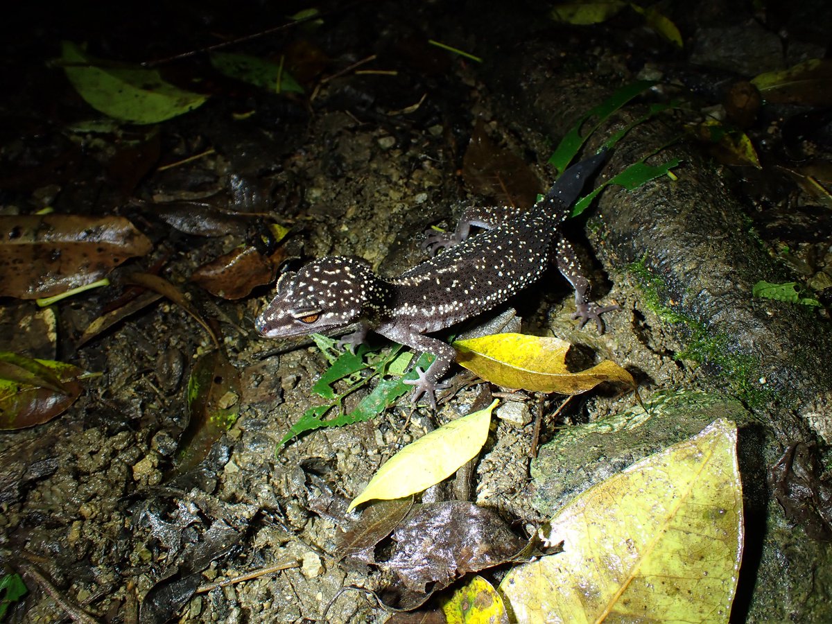 野生人 tweet media