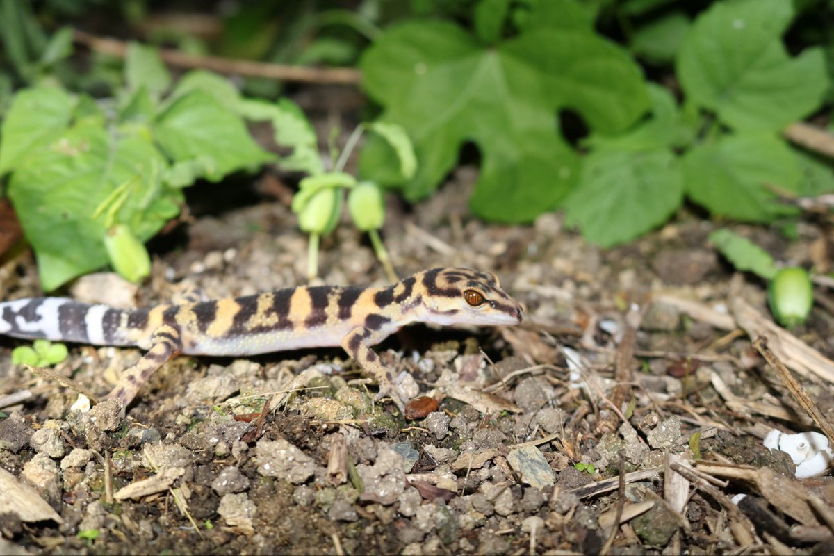 野生人 tweet media