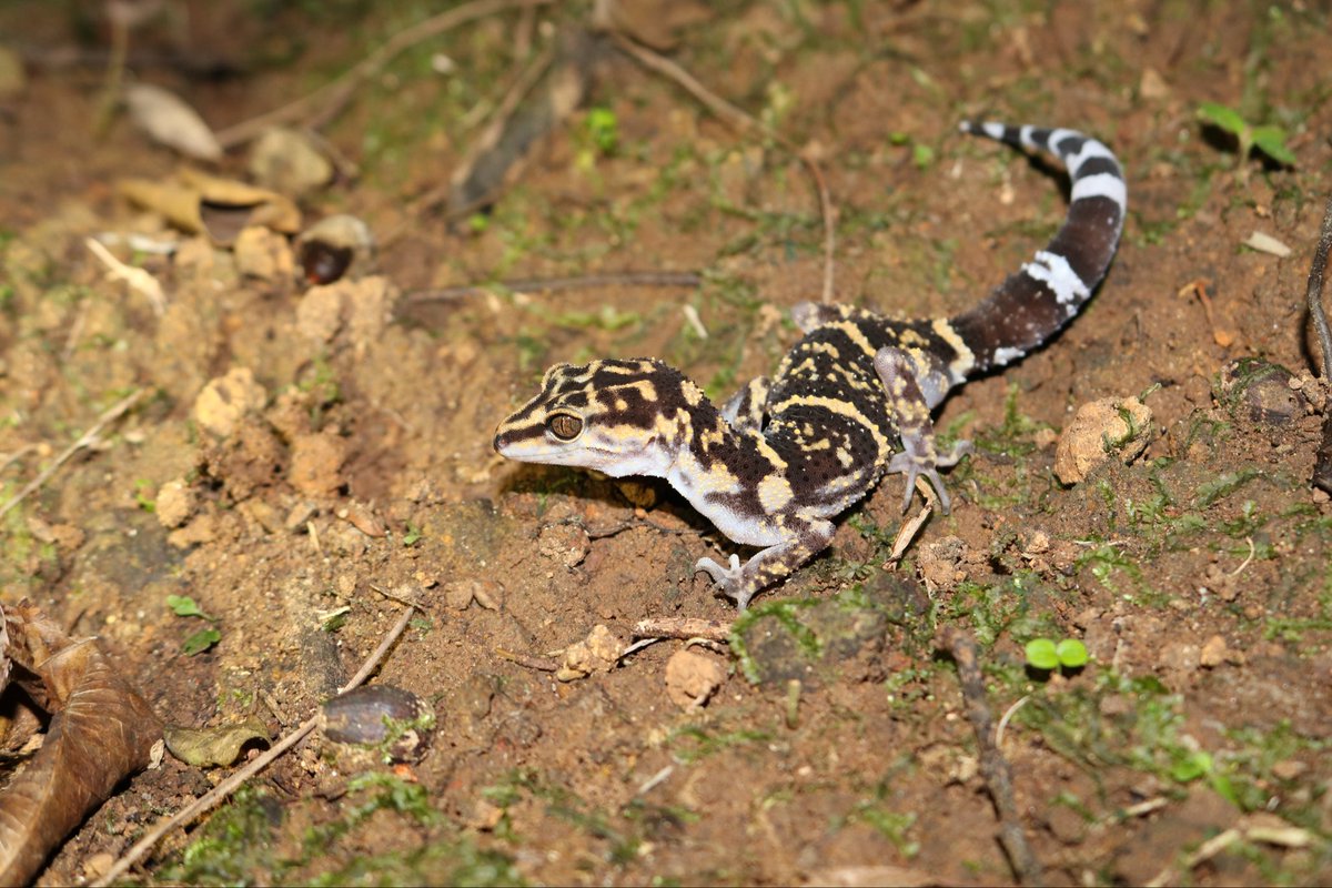 野生人 tweet media