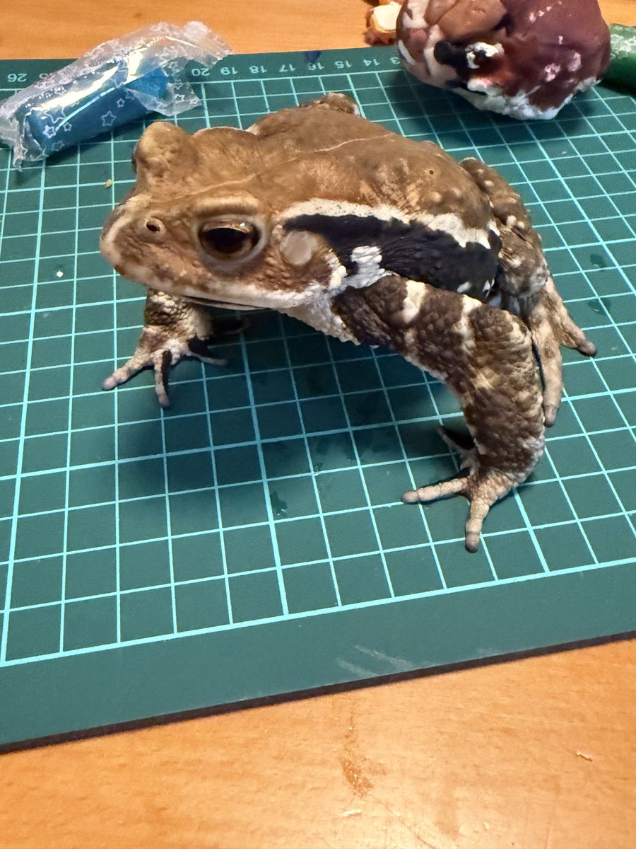 やっとのことで完成しました(｡´-д-)ﾁｶﾚﾀ~。。

思ったような出来ではないのでまだまだ修行あるのみ‼️です