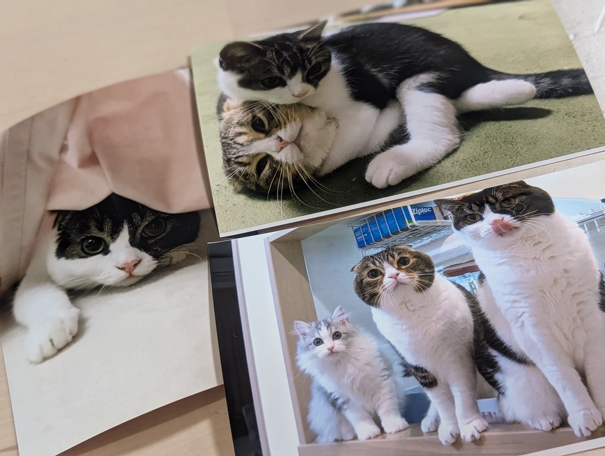 スコスコぽこ太郎&うま次郎 (@PocoUma) / Posts / X