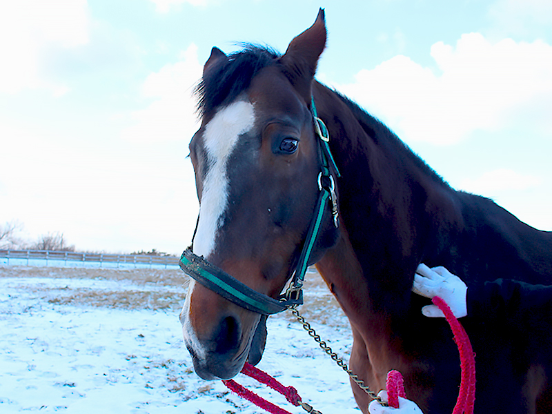 JAIRS_JP's tweet image. 功労馬情報 【訃報】 
2006年のオーシャンSを優勝したネイティヴハートが2月25日に死亡したとの連絡がありました。
28歳でした。
北海道沙流郡日高町のキクチファームで繋養され、余生を過ごしていました。meiba.jp/news/view/6269