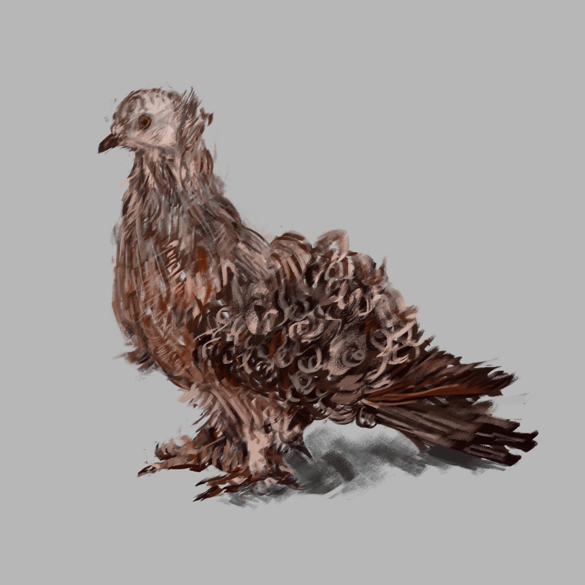 #Pigeons 
Pretty birb
They looked like cake with chocolate shaving