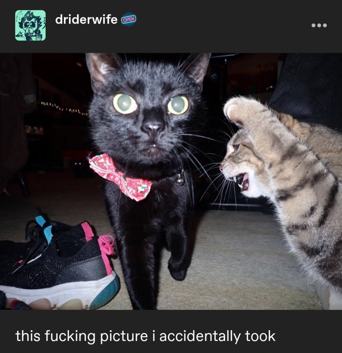 Why you should have a cat (@shouldhavecat) on Twitter photo 