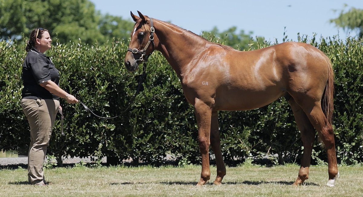 New Zealand Bloodstock tweet media