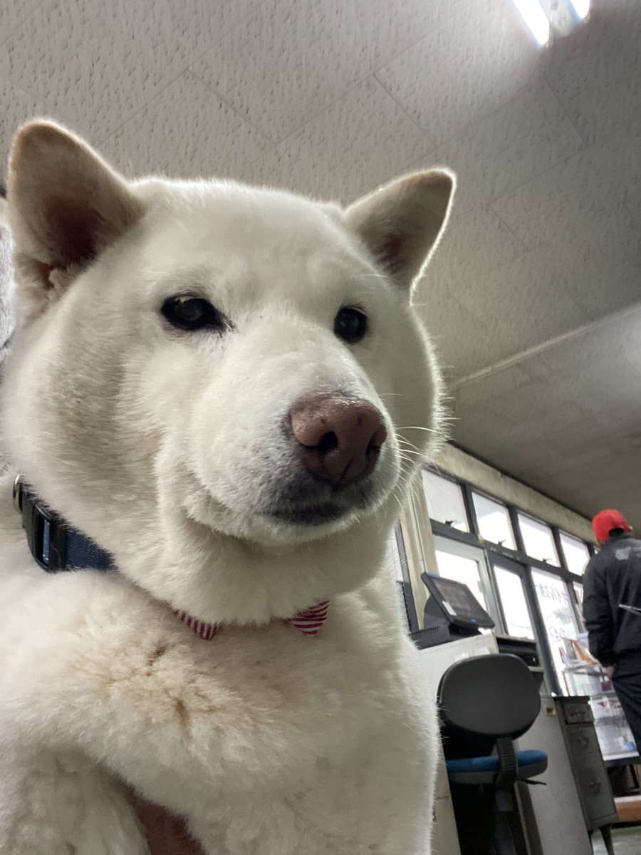 白柴まつ tweet media