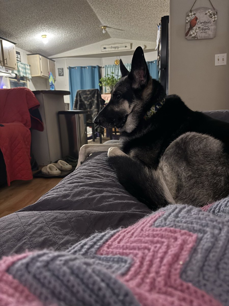 Nelson Cash tweet media