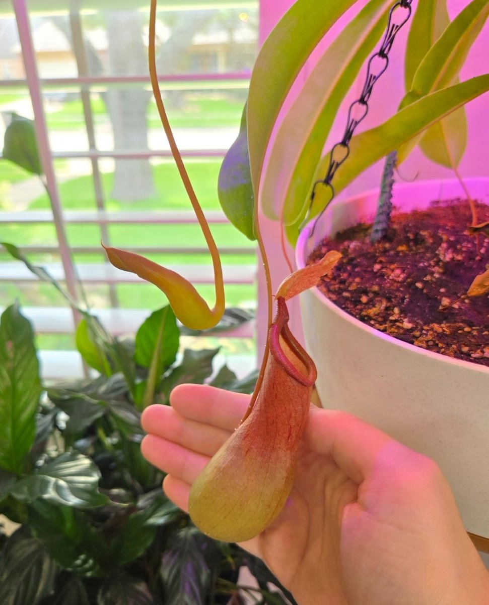 Manehattan Stonk tweet media