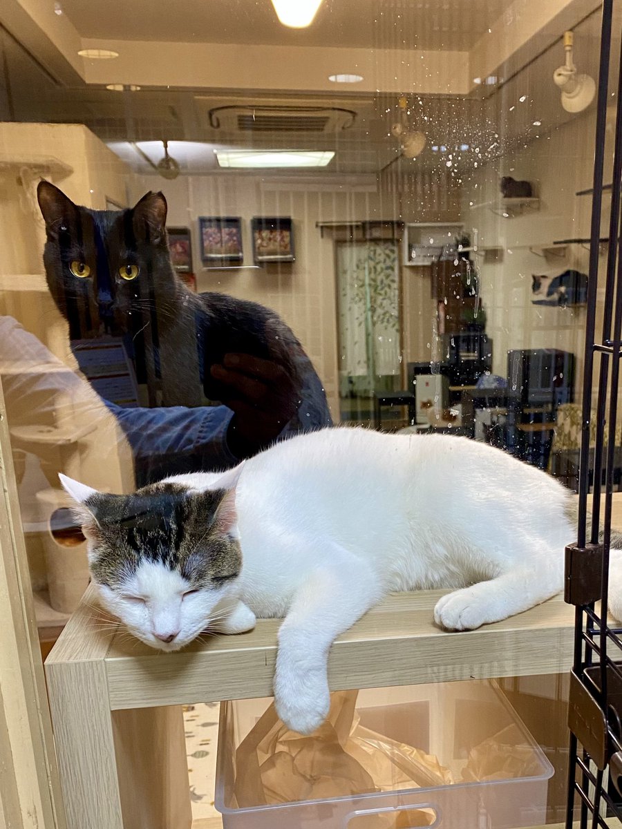 猫カフェみーちゃみーちょ (@miciamicio_neko) / Posts / X