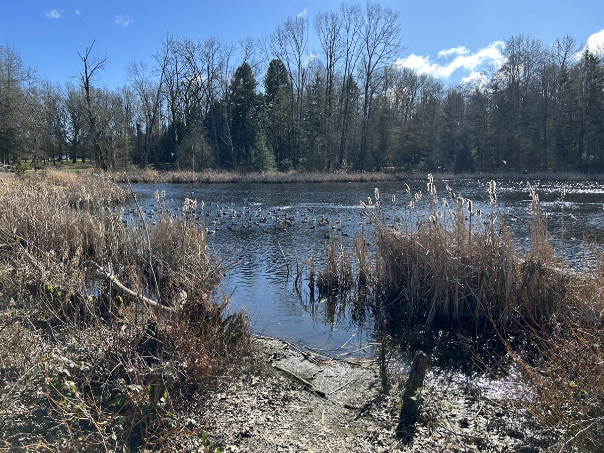 Drawable tweet media