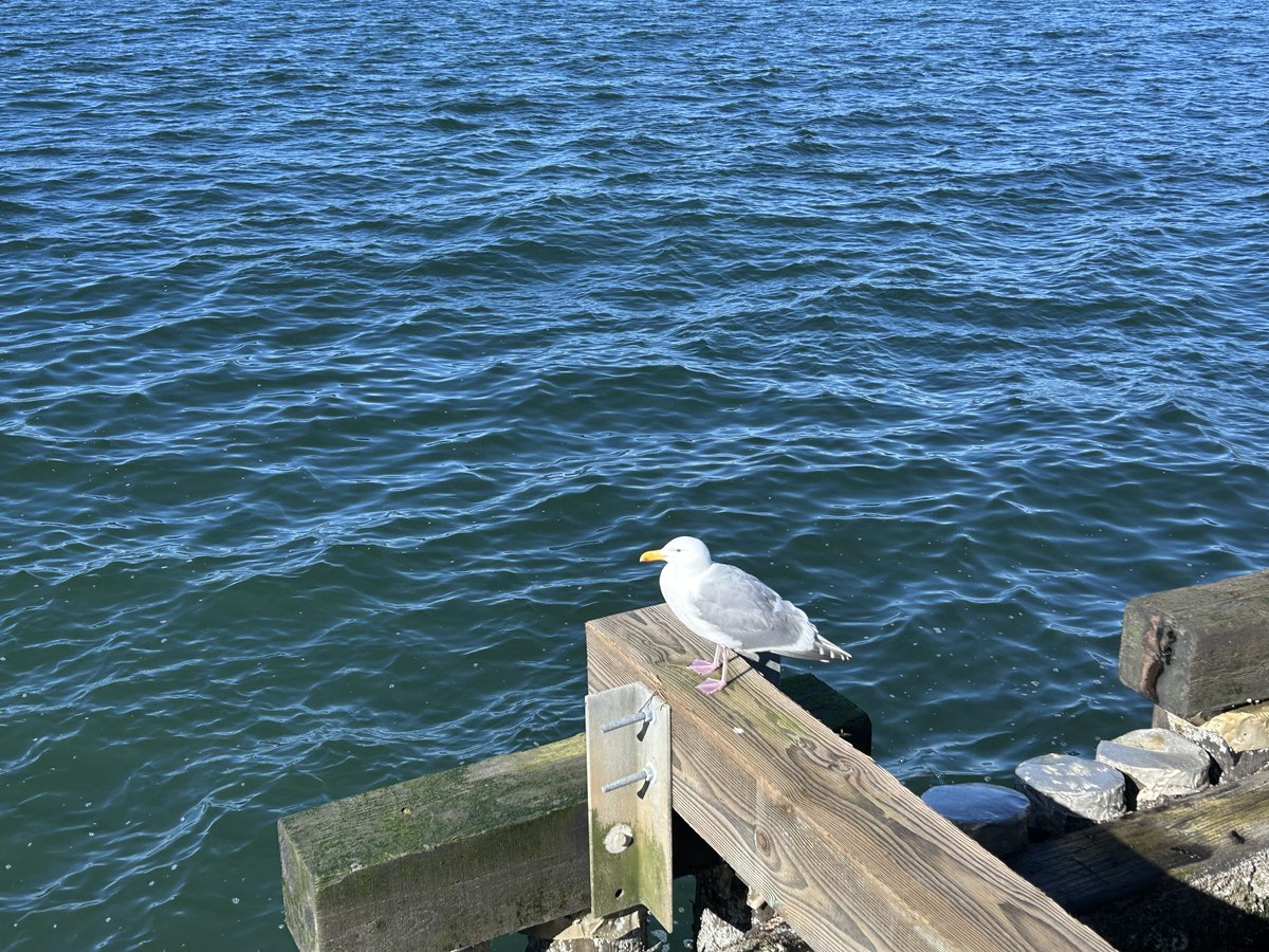 Drawable tweet media