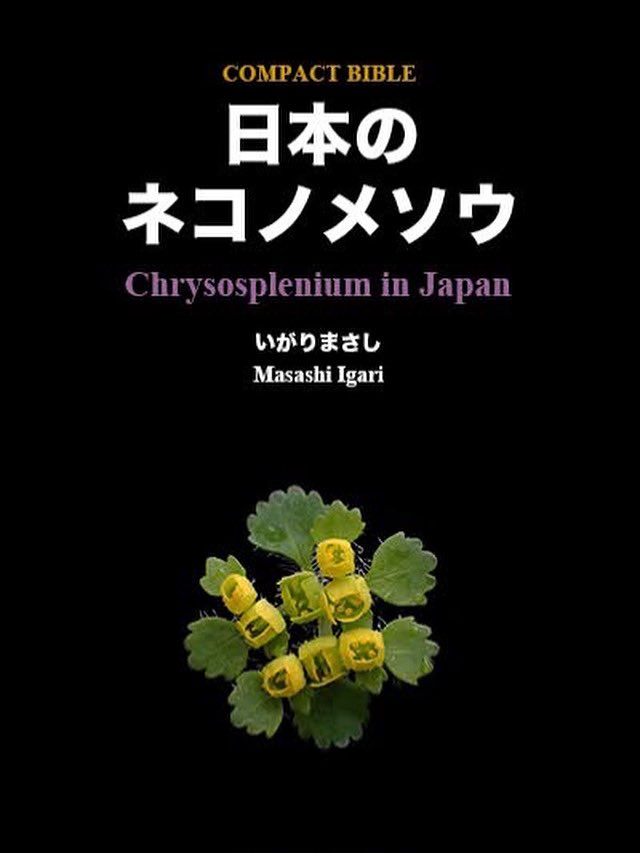 いがりまさし@日本のネコノメソウ出来！ tweet media