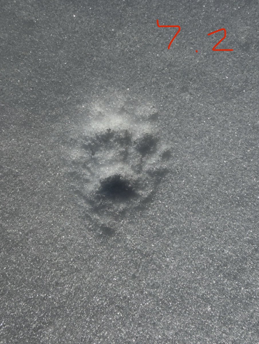 Daggerlad tweet media