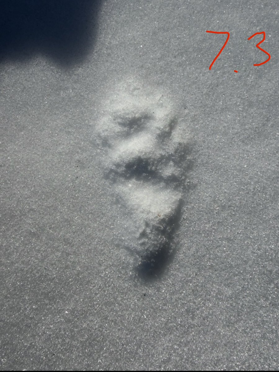 Daggerlad tweet media