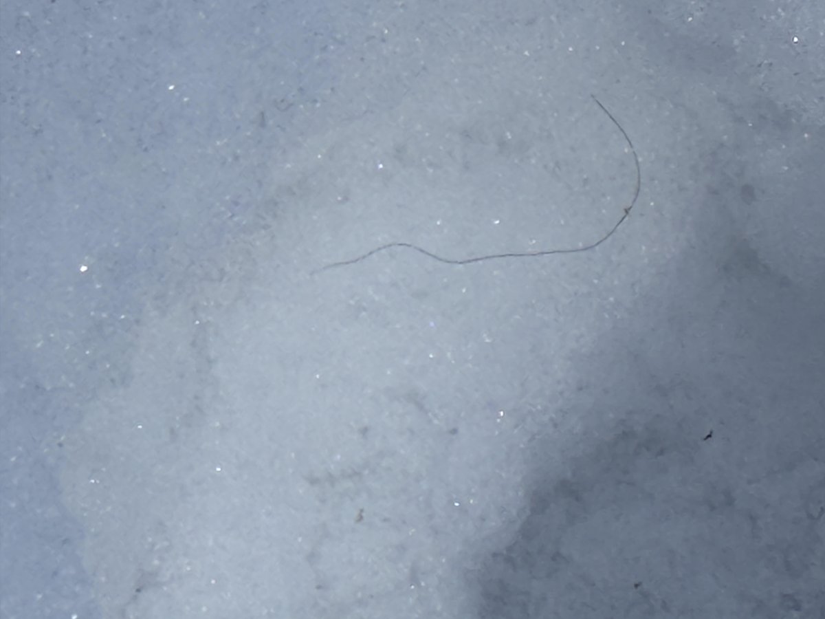 Daggerlad tweet media