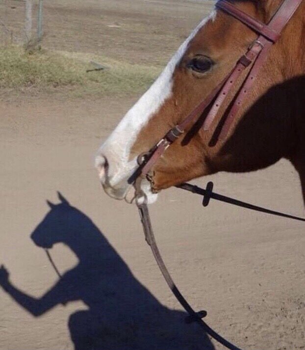 Tomoe Umari 🇺🇸🐴 tweet media