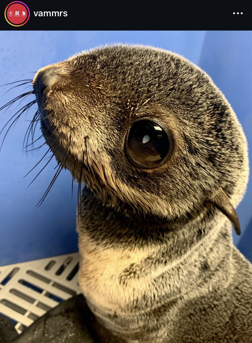 mistapussy's tweet photo. fur seals don’t even say euahh euahh anymore they just stare at you like this https://t.co/XtWcoAwLJ2