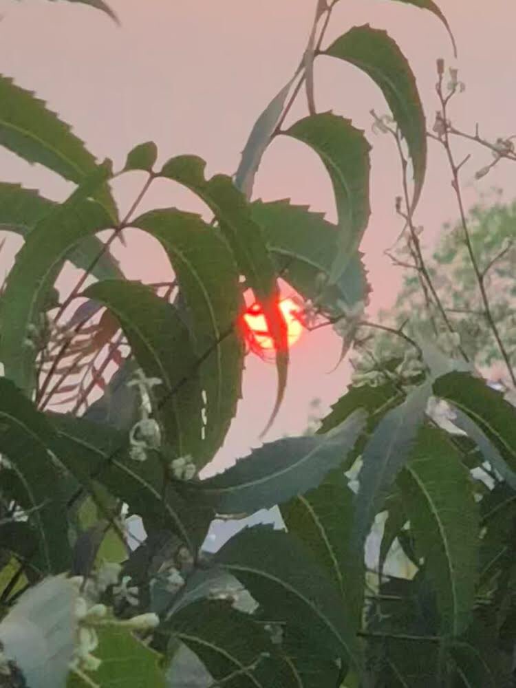 SiddhiSankalkar's tweet image. कभी नीम-नीम, कभी शहद-शहद
कभी नरम-नरम, कभी सख्त-सख्त
मोरा पिया, मोरा पिया, मोरा पिया
नज़रों के तीर में बसा है प्यार
जब भी चला है वो दिल के पार
लज्जा से मरे रे ये जिया, पिया…🎶 

#WednesdayVibes
#Sun
#Leaves
#Photography