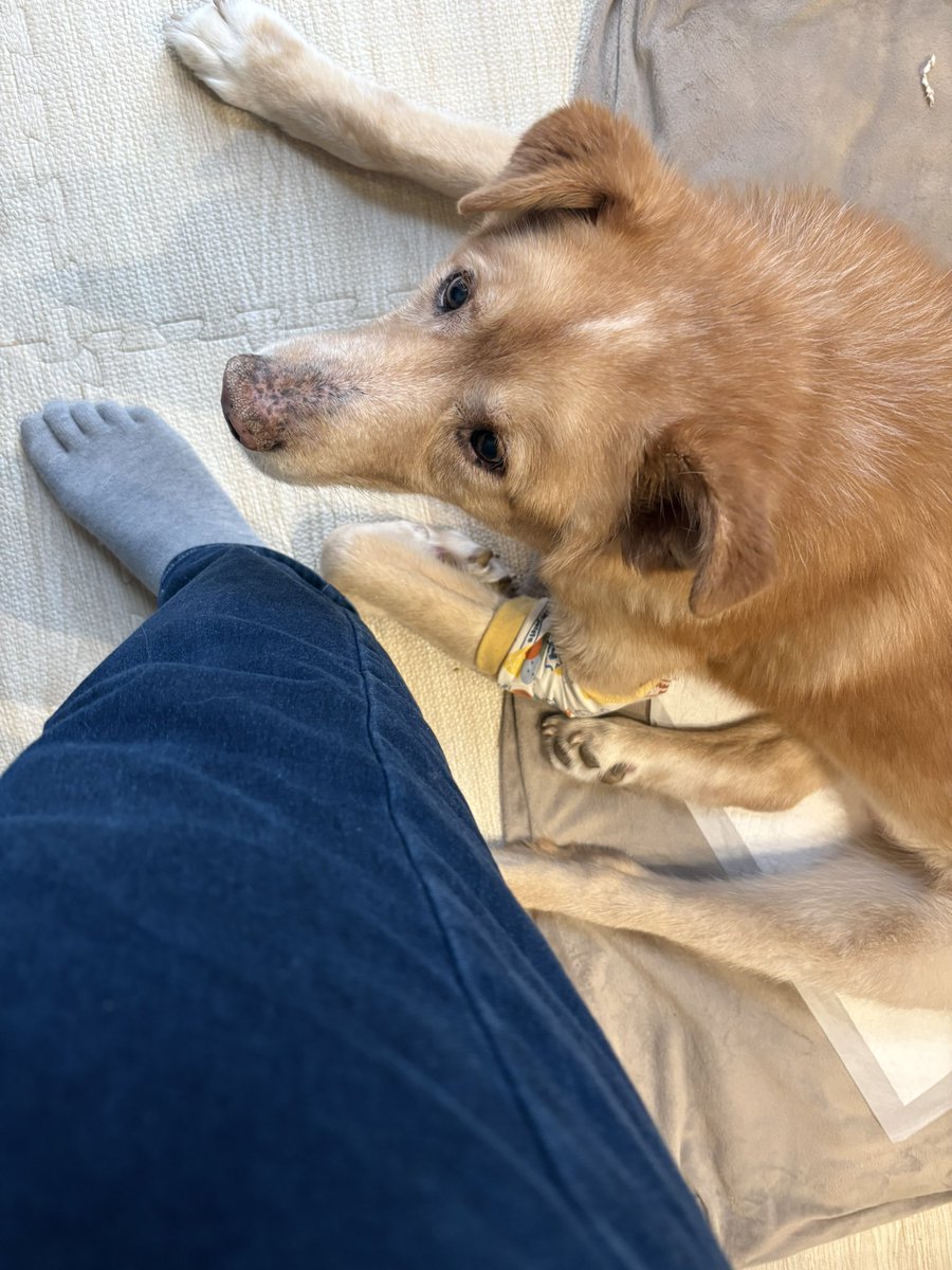 faa_zoo's tweet photo. 足を鼻でツンツンしてくれたお犬
かわいいね、トイレ行きたいんだよね https://t.co/cUei3v8ILq