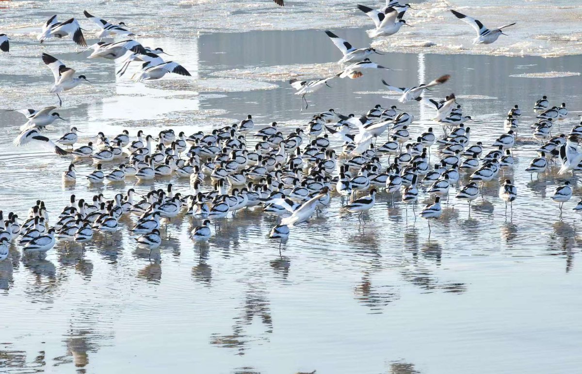On February 8, large flocks of pied avocets perched along the coast of Lianyun District, Lianyungang, Jiangsu, creating a breathtaking spectacle of nature's harmony. 

#BeautifulChina