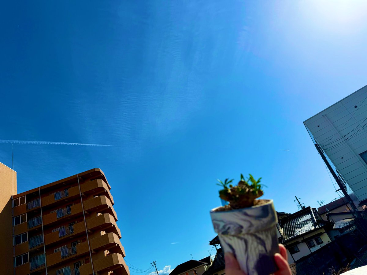 k_knp3's tweet photo. BT11 判定日

結果はALT

 #6日目4bc  #4BC  #6日目胚 https://t.co/XbRCcT3aY7