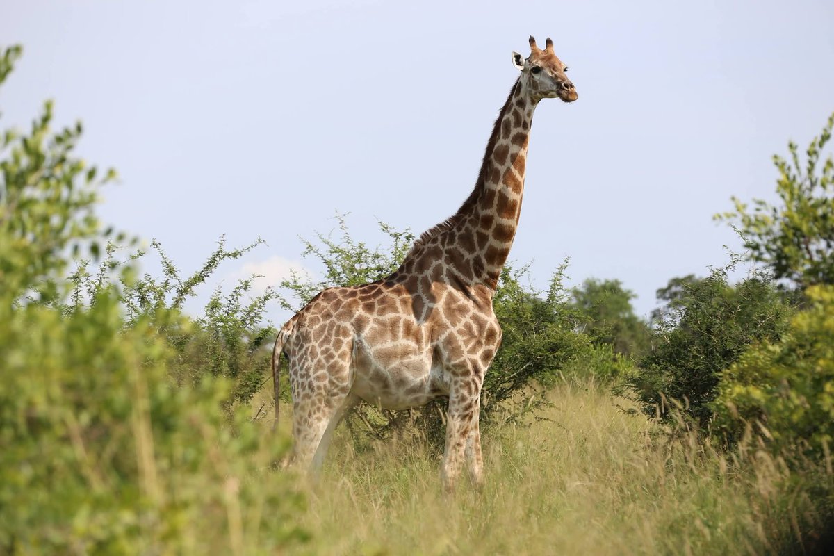 Once in Africa Travel tweet media