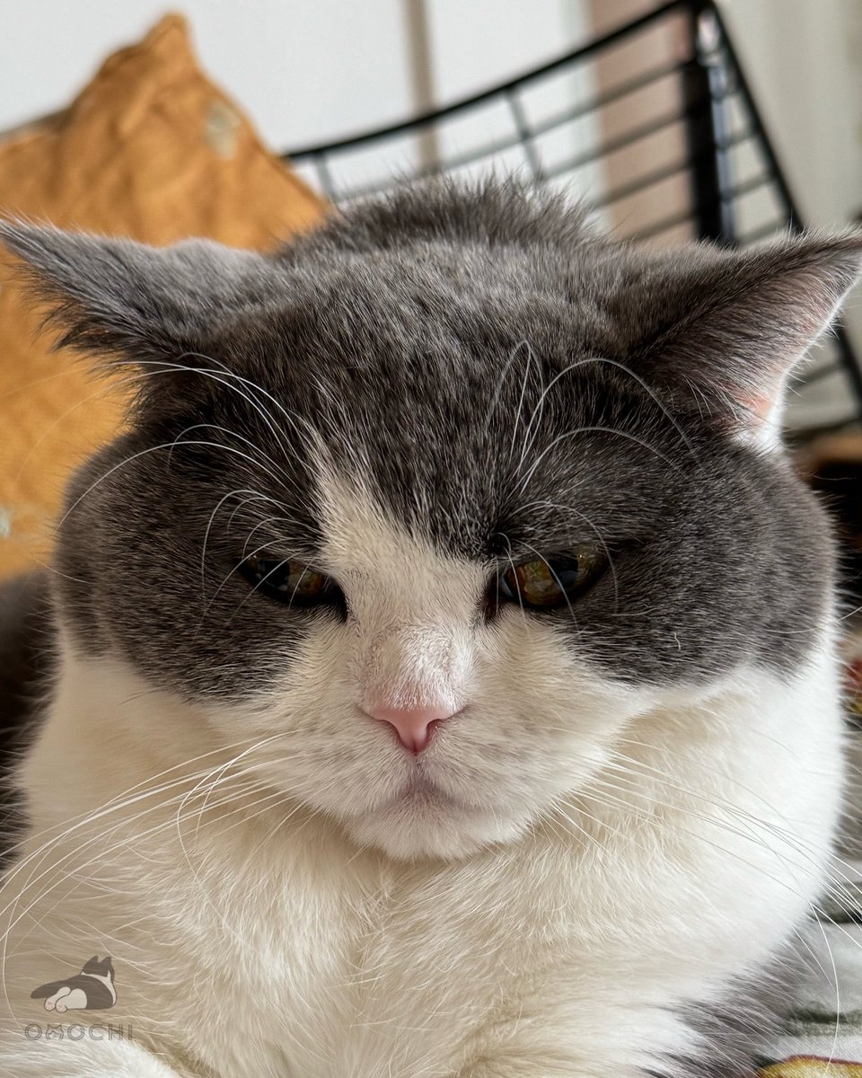 おもち (@omochiomoching) / Posts / X