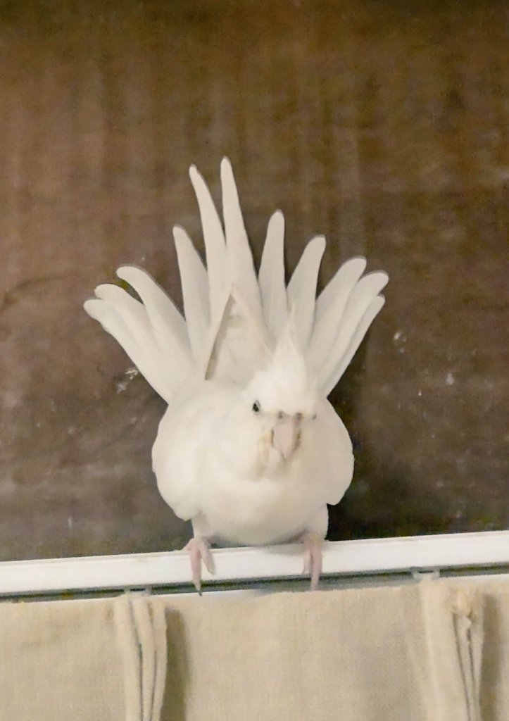 白孔雀たまちゃん🩷