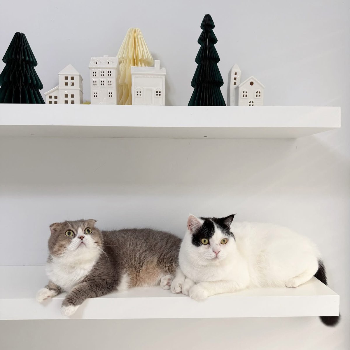 ของตกแต่งชั้น ระวังชั้นหัก