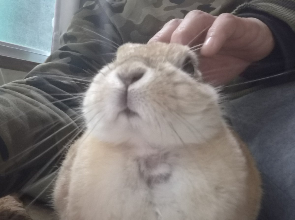 ゴンちゃん仕事行ってくるね🐰❤️‍🩹お留守番宜しく🏡☔ 帰りは遅くなるよ