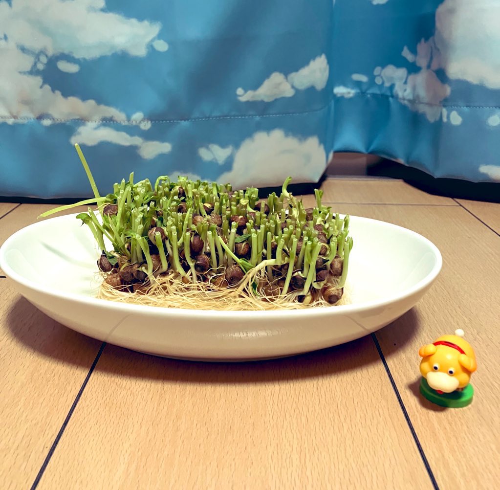 よく寝る tweet media