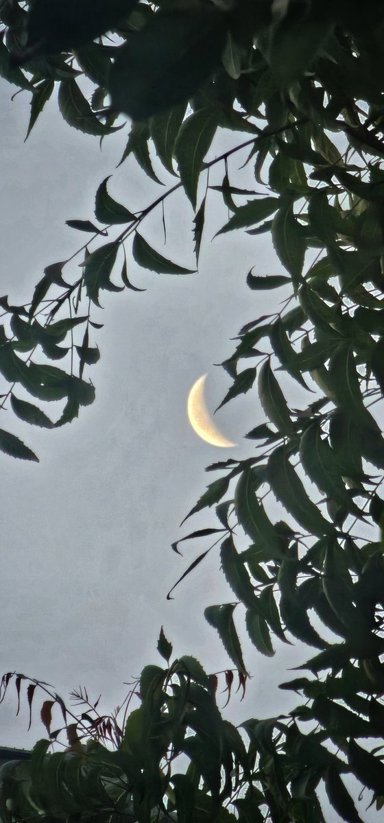 vidya2811's tweet image. हो चाँद-सितारे, देखेंगे सारे
लज्जा से मरे रे ये जिया, पिया...
कभी नीम-नीम, कभी शहद-शहद...🎶
.
.
#WednesdayVibes
#theme_pic_India_moonclicks 
#Leaves
#Photography