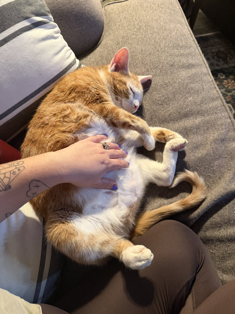 Just a rat who loves a belly rub.