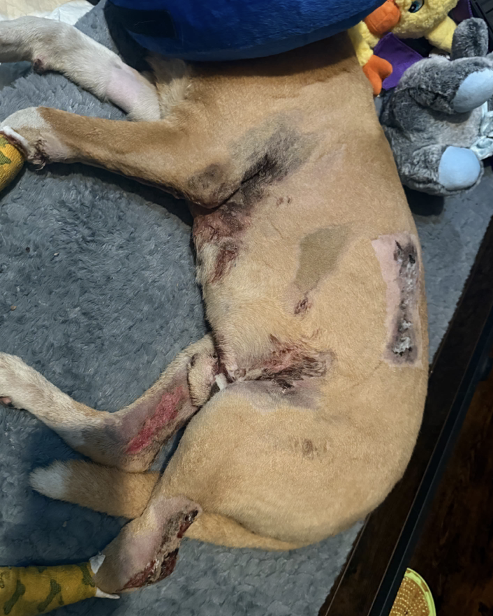 This dog was SET ON FIRE in South LA a couple of months ago. Compton Paw Patrol was able to rescue the dog and it took 1 month of intensive care to save this angel. Officials were notified. NOBODY was charged.