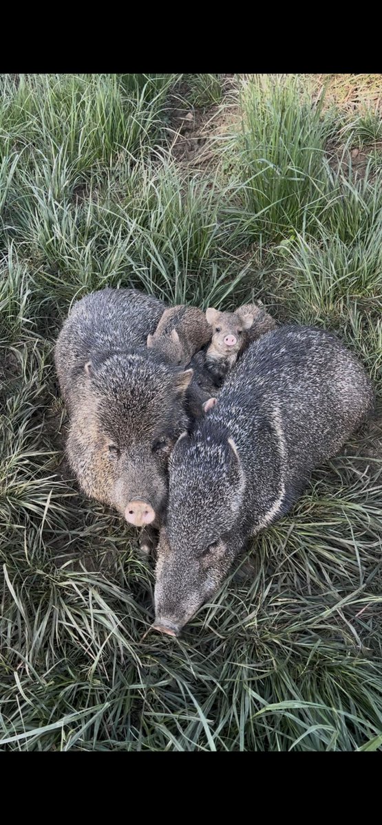 みんなでお昼寝中のペッカリーたち！お母さんとお父さんに挟まれて暖かそうですね（まえり）

#ネオパーク　#クビワペッカリー
