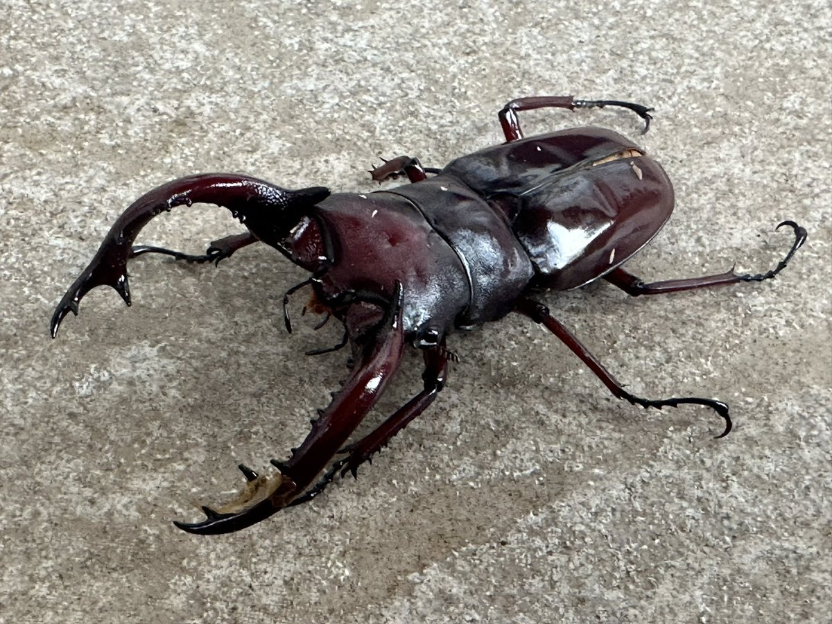 charan（パワーインセクトCの中の人） tweet media