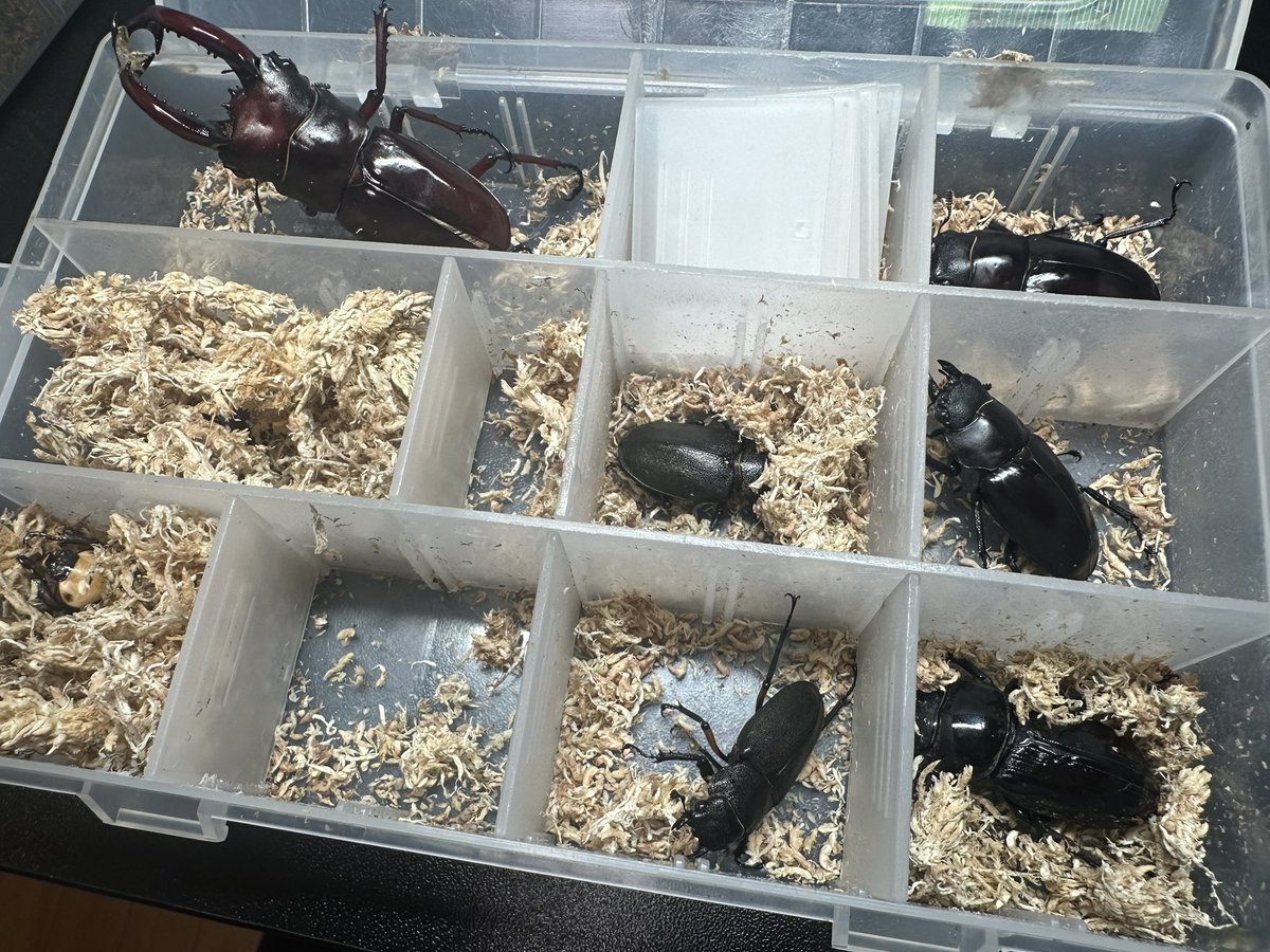 charan（パワーインセクトCの中の人） tweet media